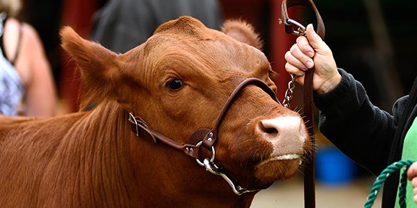 The Royal Norfolk Show: stands, shows, competitions, animals, food and fun for all!