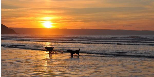 8 Best Dog Walks in Devon for you to enjoy - Rural Retreats