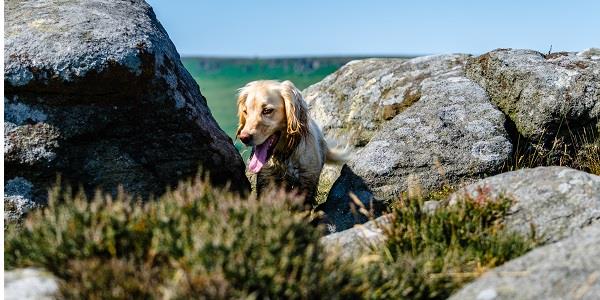 Dog-friendly cottages in the Peak District